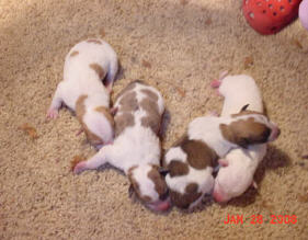 puppies for sale - spots - red hair