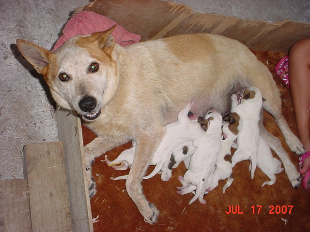 dogs - love - puppies - cows