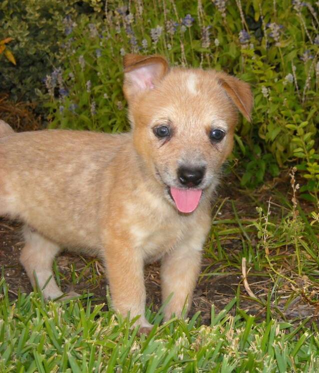 puppy names - tater - logans oil tools - buyer - red - heeler - alice texas -