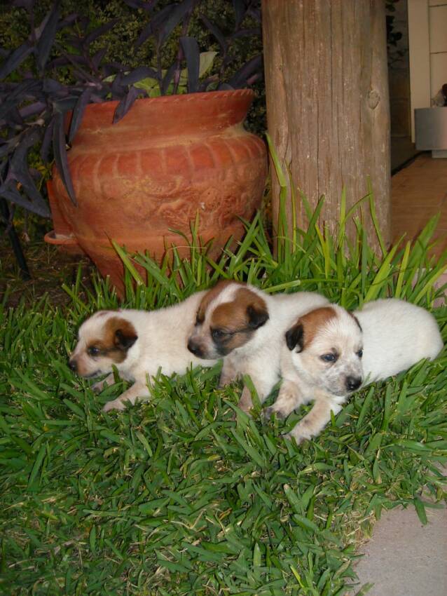 good looking - three - puppies - grass - cedar posts 