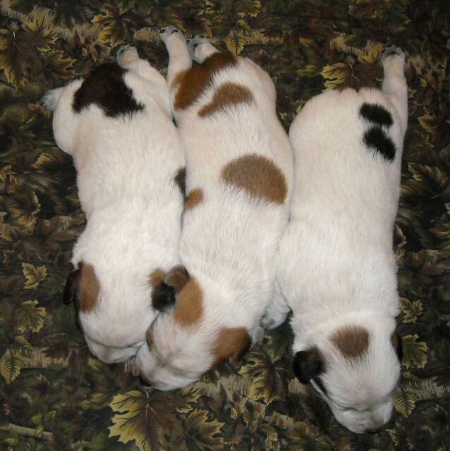 puppies - dogs - three - smooth