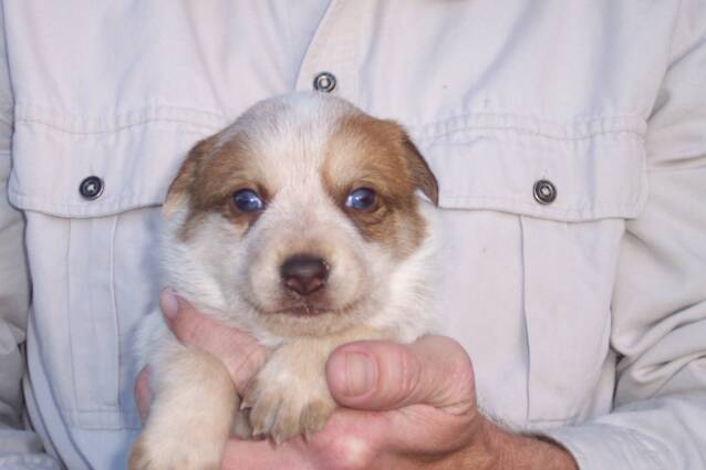 puppies - blue - female