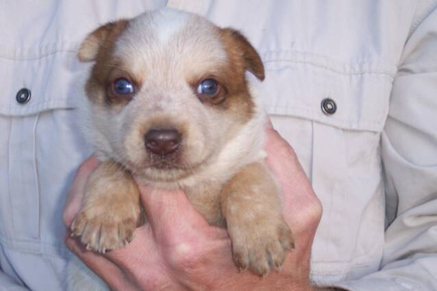 puppies - red - nose