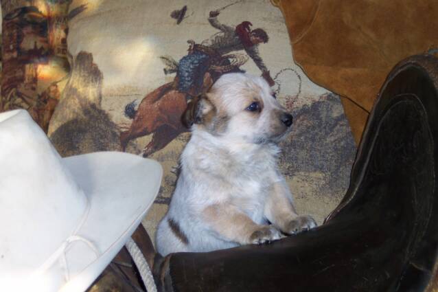 puppies - dog breeds