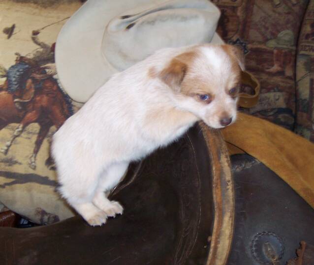puppy - blue - cute