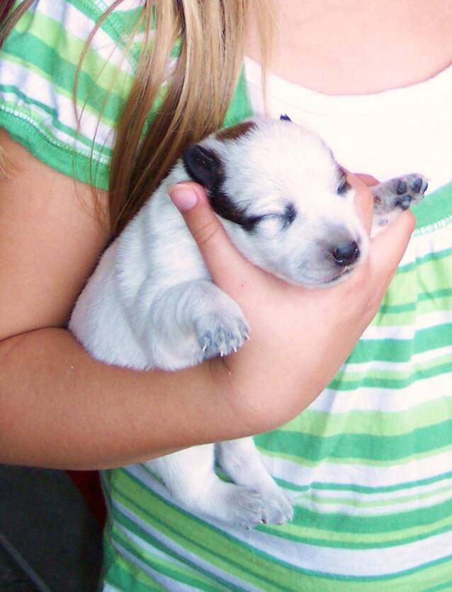 dogs - love 