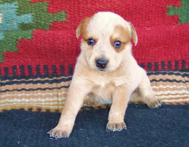 cows - dogs - puppies - trained -susan - john 