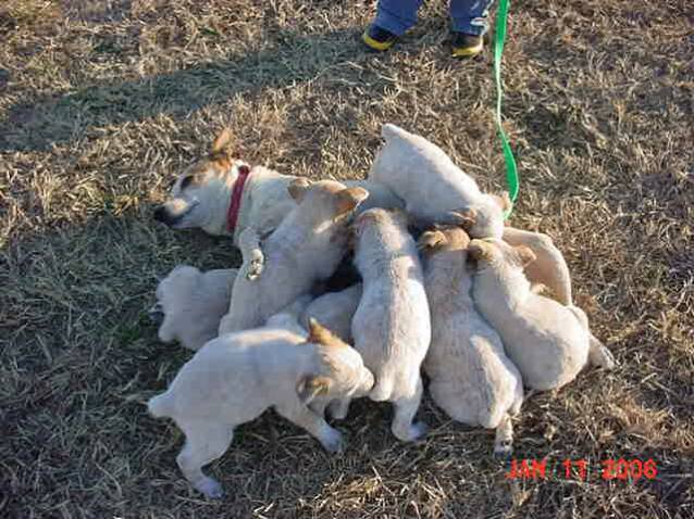 girls - love - puppies