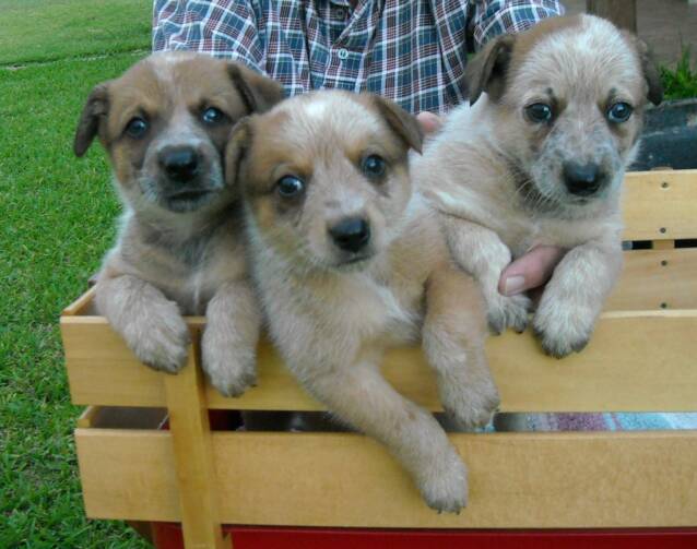 three - puppies - wagon - sold - two - sale - available heelers - texas bred