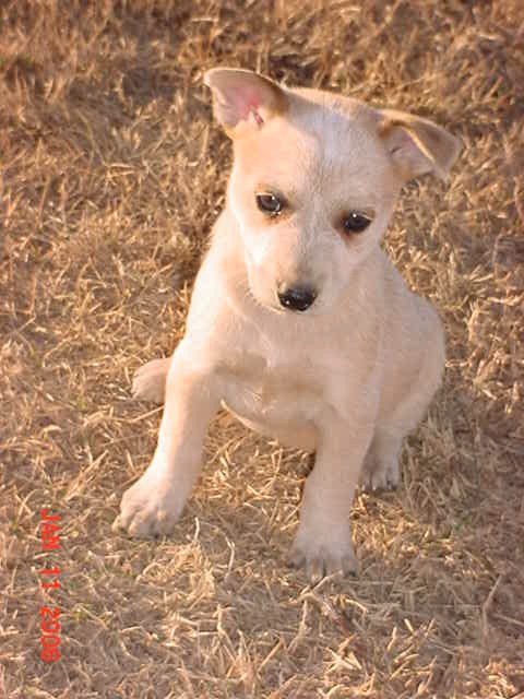 girl - puppy - white - snowball