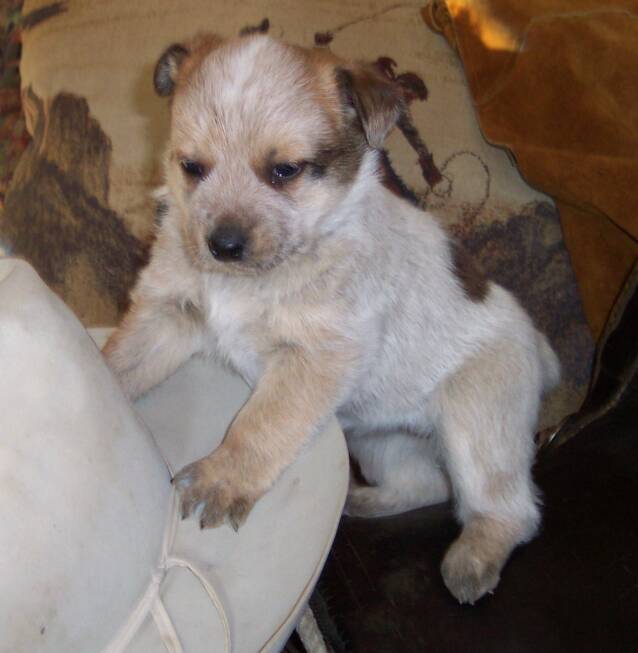 puppies - texas - white