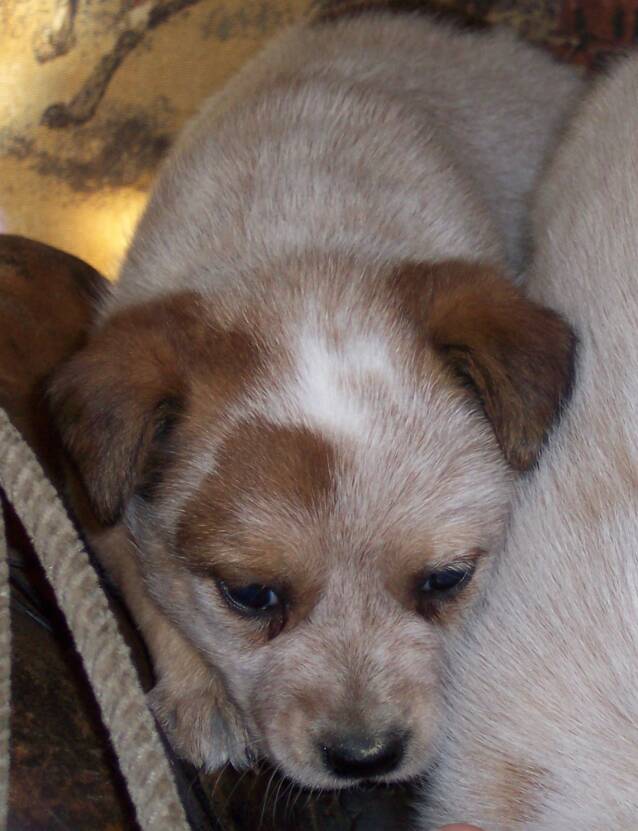 puppies - horses - white - red