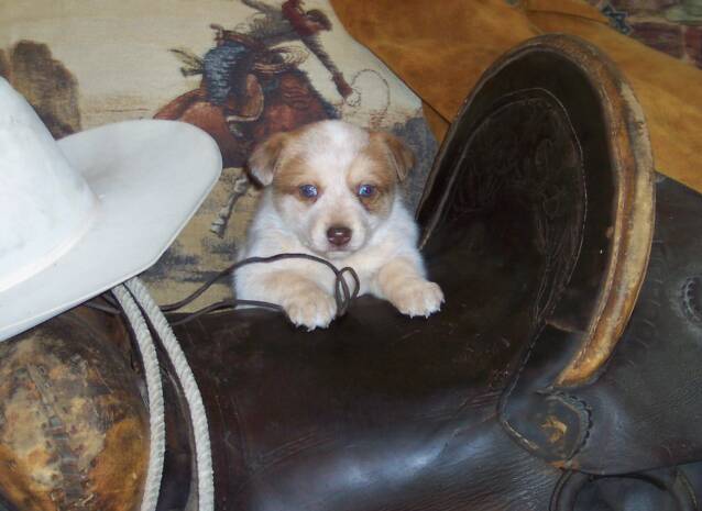 puppies - rooster
