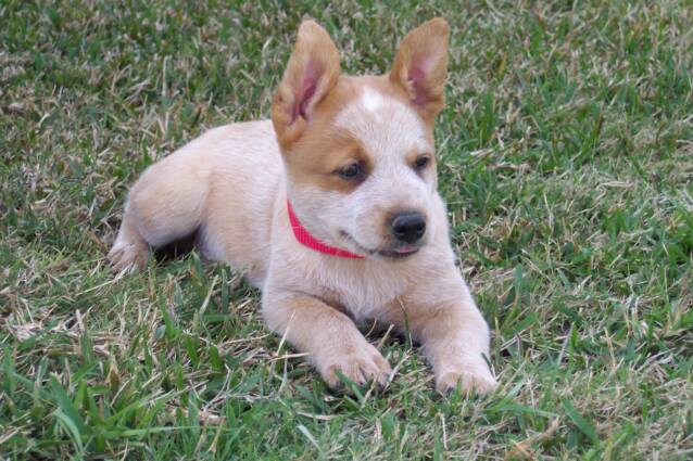 tom bently mark - ears - dogs - roan - puppies