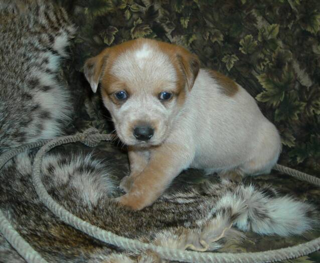 red - white - puppy