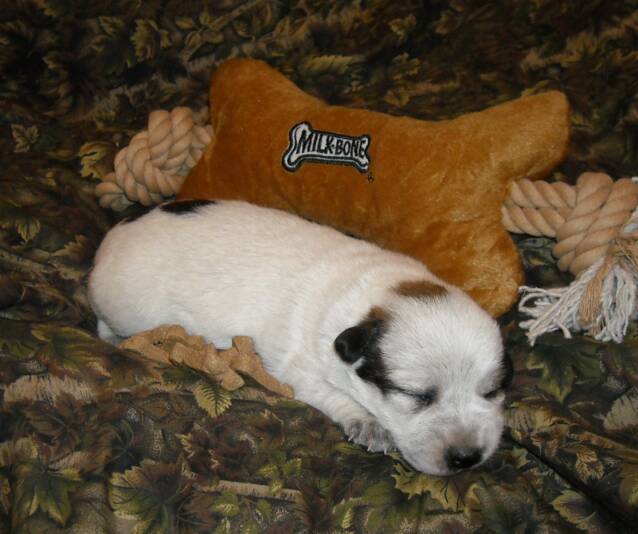 puppies - red -  eyes