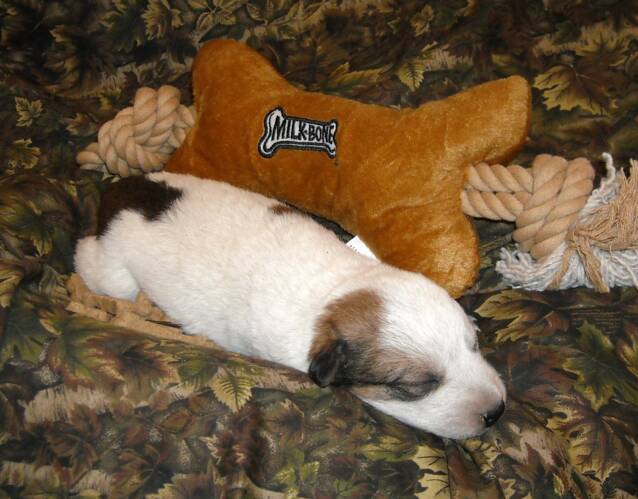 puppies - cute