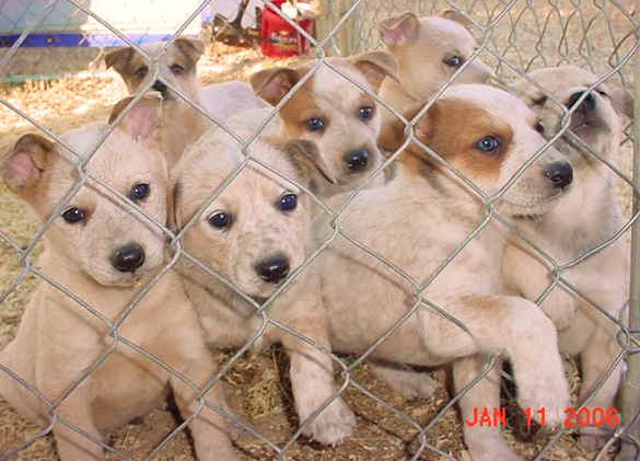 puppies - dog breeds - red head