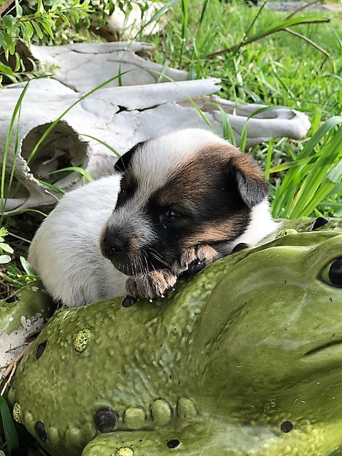 red heeler puppy for sale, texas asutralian cattle dog breeder, re cattle dog, masked, 