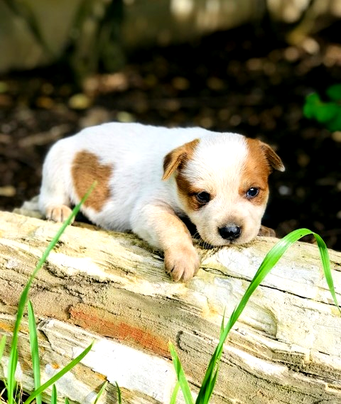 red heeler puppy for sale, texas asutralian cattle dog breeder, re cattle dog, masked, 